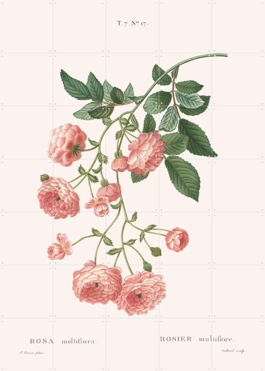 IXXI Rosa Multiflora, Aster Edition - 100 x 140 cm - Gratis ophangtool - Grote wanddecoratie en posters - Illustraties, Botanisch, Bloemen
