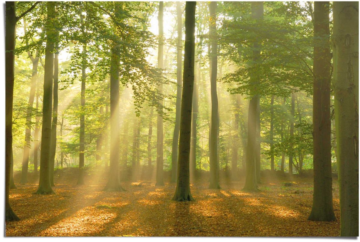 REINDERS Poster Sunbeam Forest - 61 x 91,5 - Papier - REINDERS groen