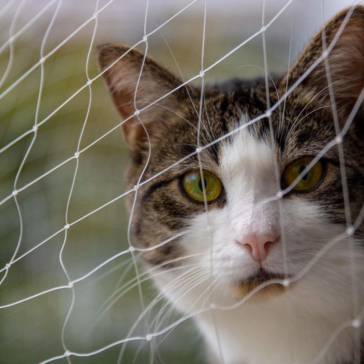 Onzichtbaar Kattennet Balkon en Buiten - 8 x 3 Meter Bescherming voor Huisdieren