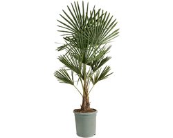 Bloomique - Trachycarpus Fortunei - Chinese Waaierpalm - Palmboom Winterhard - Tuinplanten - 120-150 cm Hoog - Pot 30 cm