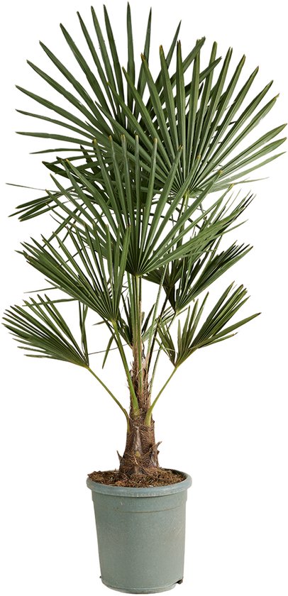 Bloomique - Trachycarpus Fortunei - Chinese Waaierpalm - Palmboom Winterhard - Tuinplanten - 120-150 cm Hoog - Pot 30 cm