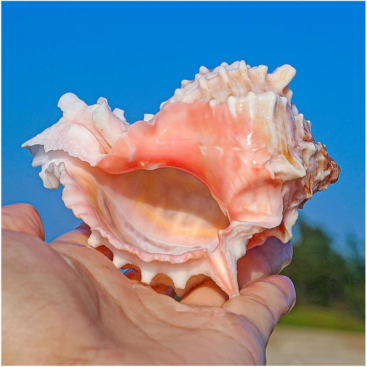 Natuurlijke Schelpen - Oceaan Decoratie - Feest Aquarium - Unieke Vormen - 6 tot 9cm - Natuurlijk