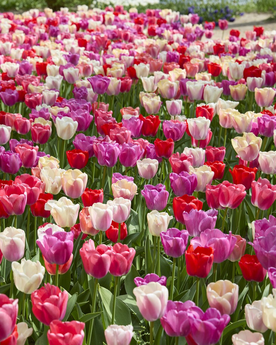20x Tulpen 'Pride gemengd' - BULBi® Bloembollen met bloeigarantie