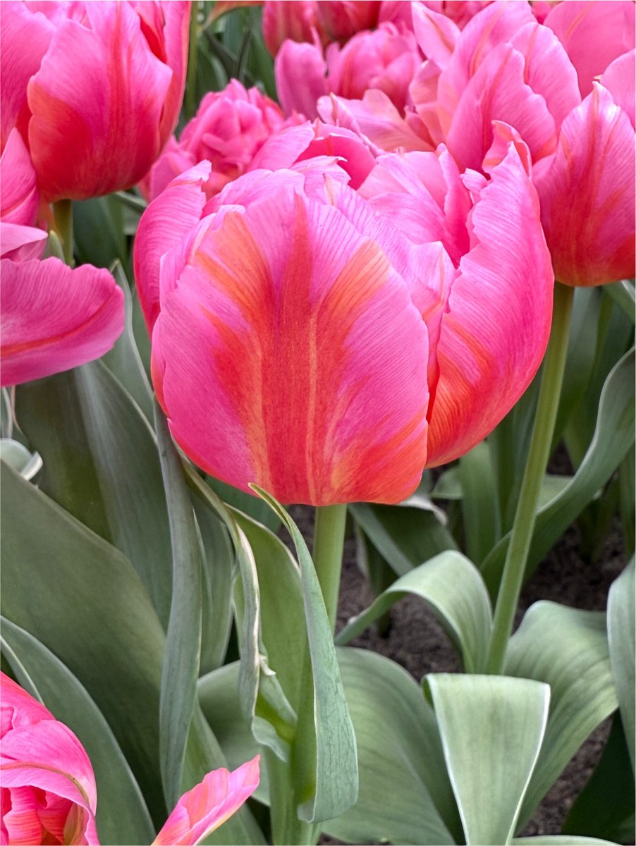 10x Tulpen 'Dotcom' - BULBi® Bloembollen met bloeigarantie