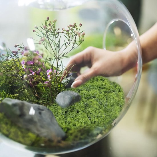 Zonnestraal Op Een Lichtgroen Mos Tussen De Boomstammen Van Sparren in