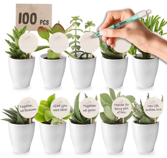 vdvelde.com - 100 mini vetplanten met witte potjes 6 cm - Bedankjes voor bruiloft, evenement & relatiegeschenk - Onderhoudsvriendelijke planten met kaartjes en stokers voor personalisatie