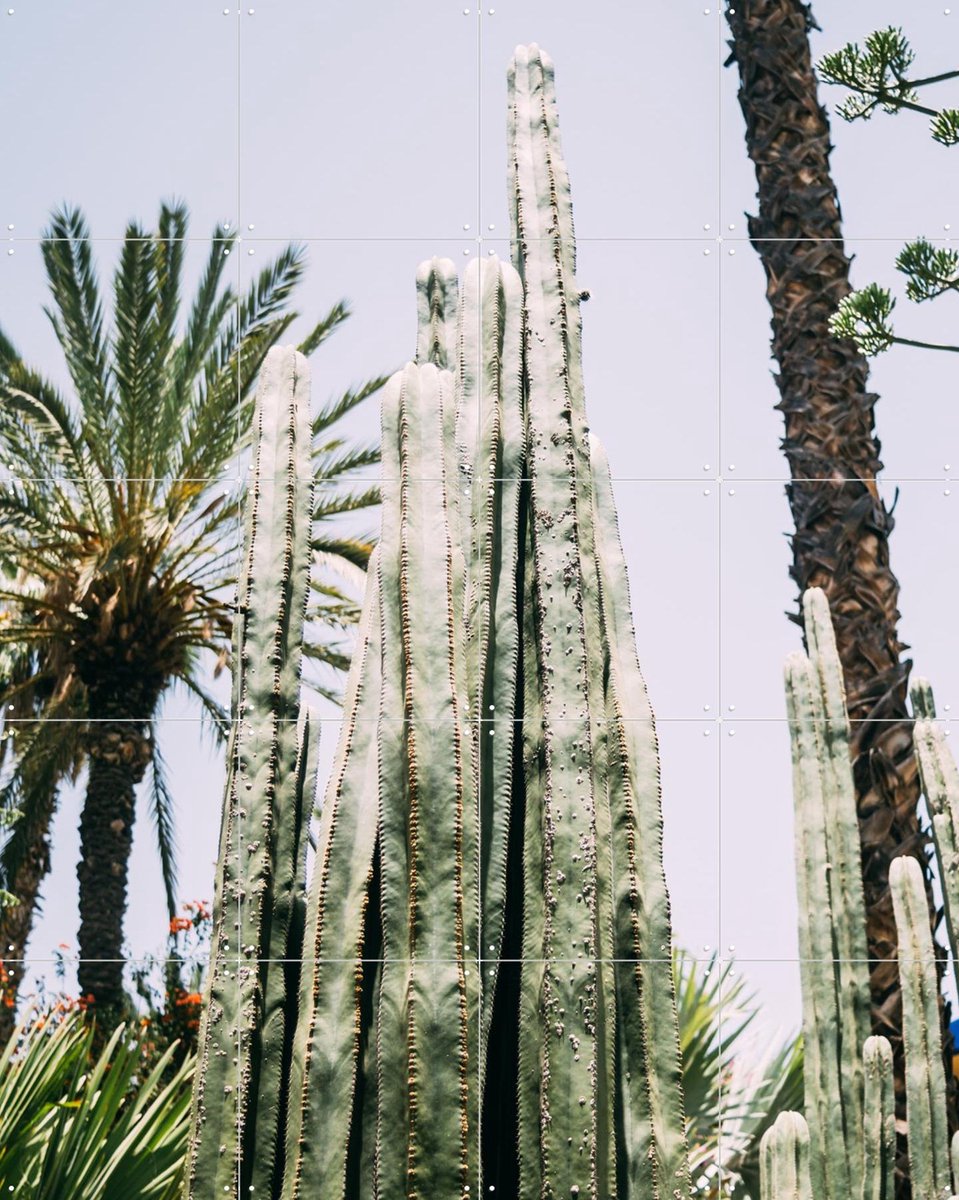 IXXI Palmeraie Cactus, Pati Photography - 80 x 100 cm - Gratis ophangtool - Grote wanddecoratie en posters - Fotografie, Woonkamer, Eetkamer, Mancave