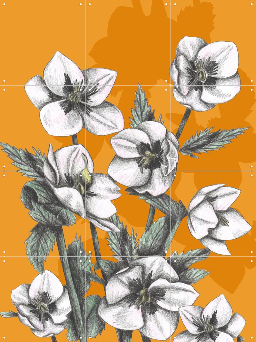 IXXI Hellebore, Cecilia Battaini - 60 x 80 cm - Gratis ophangtool - Grote wanddecoratie en posters - Naturalisme, Tekeningen, Illustraties, Line art