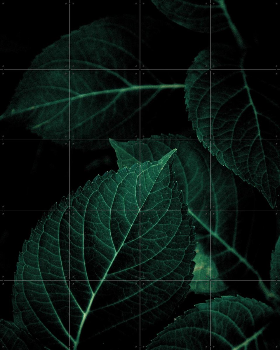 IXXI Dark Leaves, Mareike Böhmer - 80 x 100 cm - Gratis ophangtool - Grote wanddecoratie en posters - Fotografie, Naturalisme, Woonkamer, Slaapkamer