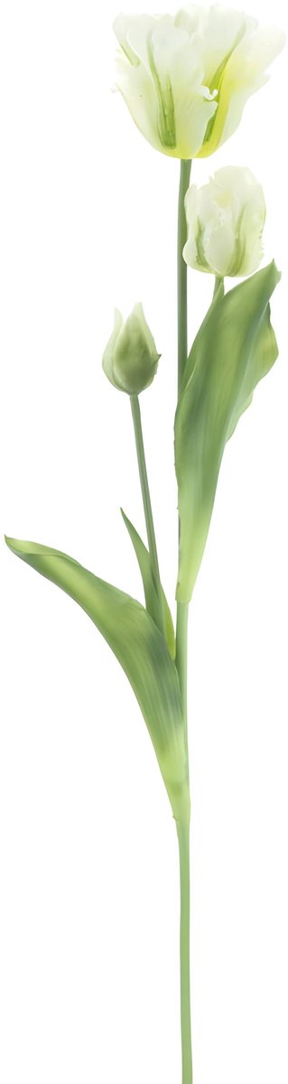 Erutan avon - PSO Parrot tulip spray Sally cream 71 cm