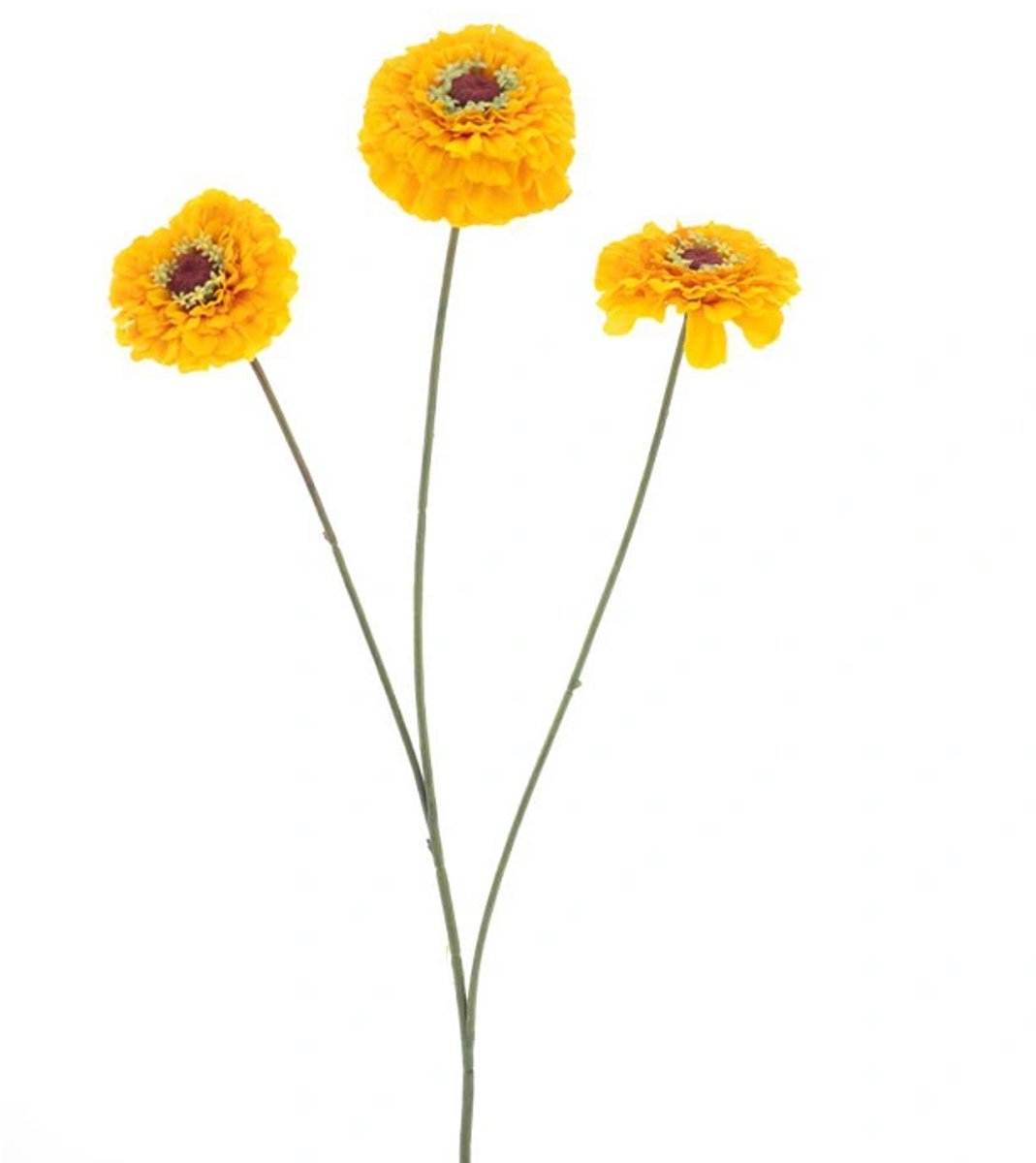 Erutan avon - Zinnia elegans spray yellow 60 cm