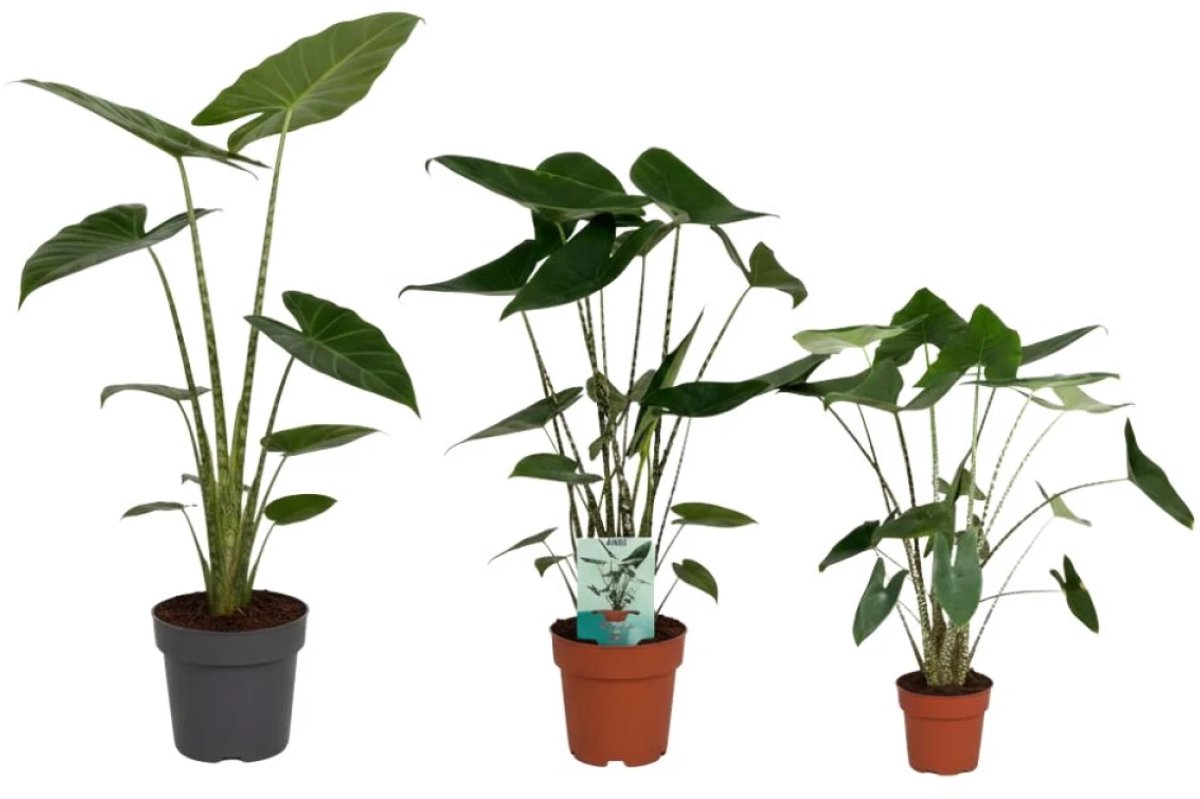 Alocasia zebrina | Olifantsoor
