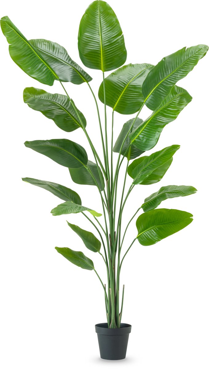Easyplants | Kunstplant Strelitzia 240 cm real touch | Zijde | Strelitzia | Groen