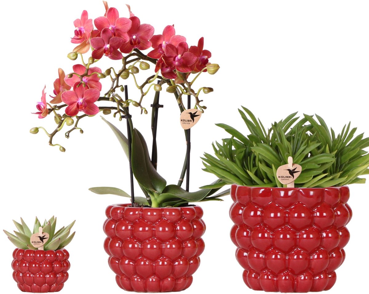 Kolibri Company | Plantenset Rode Phalaenopsis Orchidee Congo en Succulenten incl. keramieken Berry sierpotten