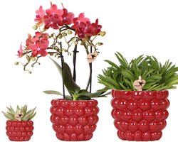 Kolibri Company | Plantenset Rode Phalaenopsis Orchidee Congo en Succulenten incl. keramieken Berry sierpotten