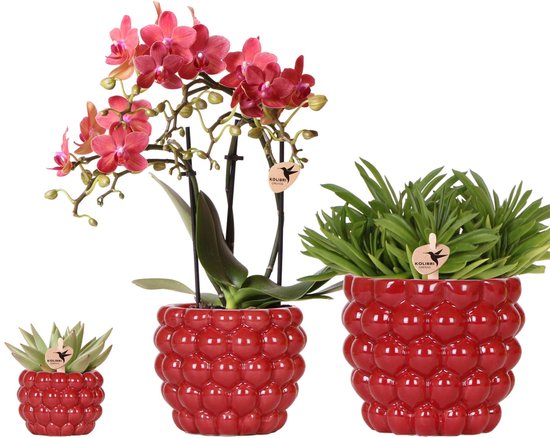 Kolibri Company | Plantenset Rode Phalaenopsis Orchidee Congo en Succulenten incl. keramieken Berry sierpotten