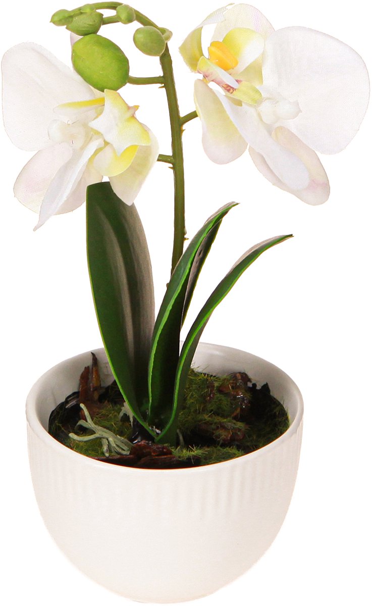 DPI GmbH Mini orchideeën kunstmatige witte orchideeën in een pot 15cm