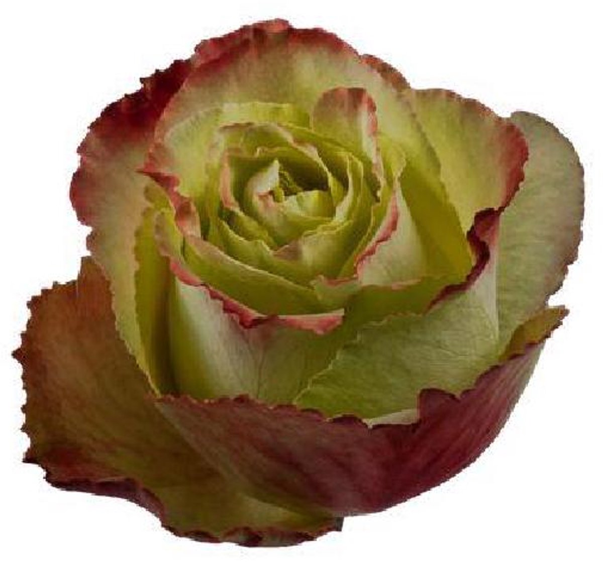 25x Rosa zazu 50cm