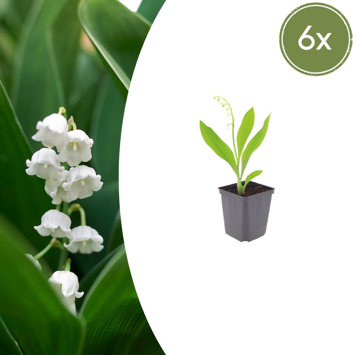 Tuinplantenshop.com | Convallaria majalis | 6 stuks - Ø9cm - 10-25cm hoog - Tuinplant