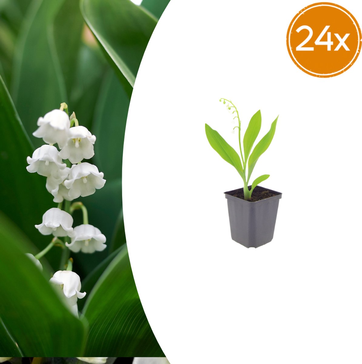 Tuinplantenshop.com | Convallaria majalis | 24 stuks - Ø9cm - 10-25cm hoog - Tuinplant