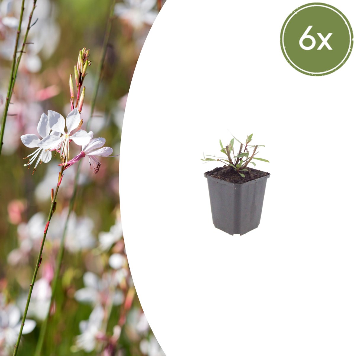 Tuinplantenshop.com | Gaura l. 'Whirling Butterflies' | 6 stuks - Ø9cm - 10-25cm hoog - Tuinplant