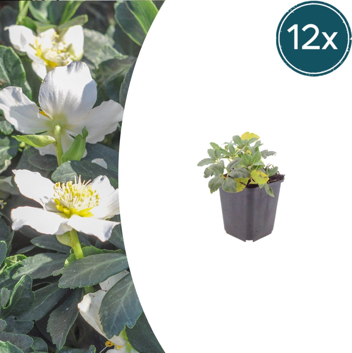 Tuinplantenshop.com | Helleborus orientalis | 12 stuks - Ø9cm - 10-25cm hoog - Tuinplant