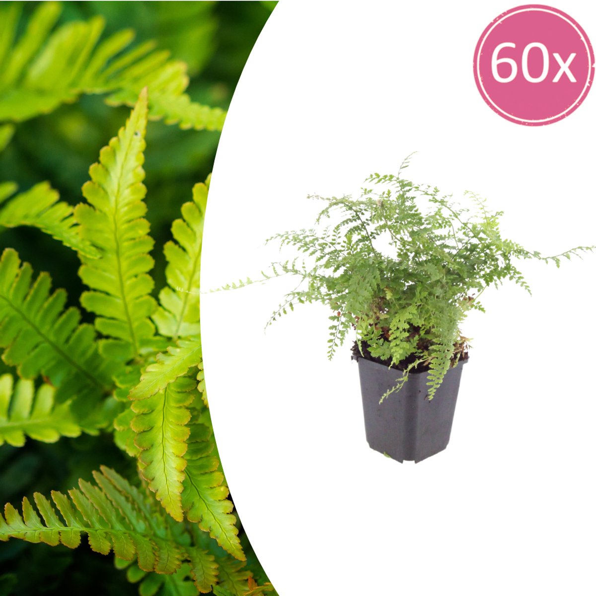60 Stuks Zachte naaldvaren ‘Herrenhausen’, Schaduwplant, Wintergroen, Polystichum set. Herrenhausen - 10-25cm - Ø9cm