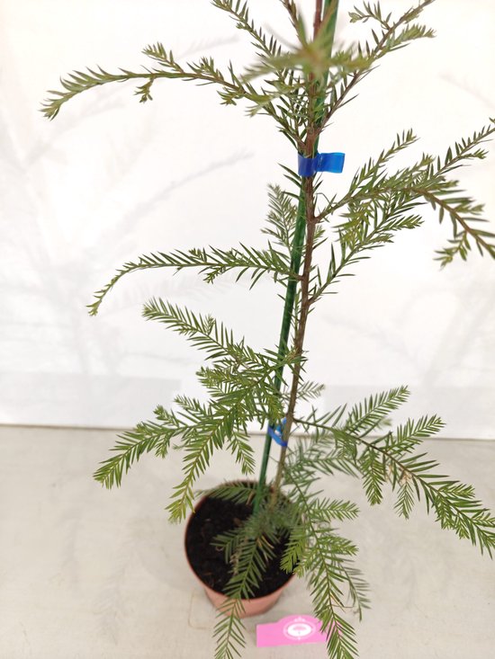 Detail van een jonge kustmammoetboom met groene naalden en blauwe clips.
