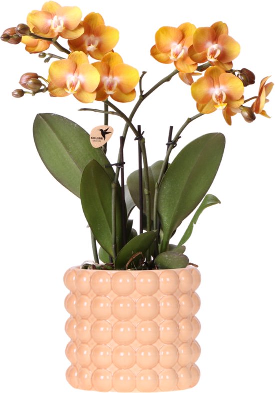Kolibri Orchids | Las Vegas orchidee oranje/geel + Poppy Peach sierpot – potmaat Ø12cm | bloeiende kamerplant – vers van de kweker