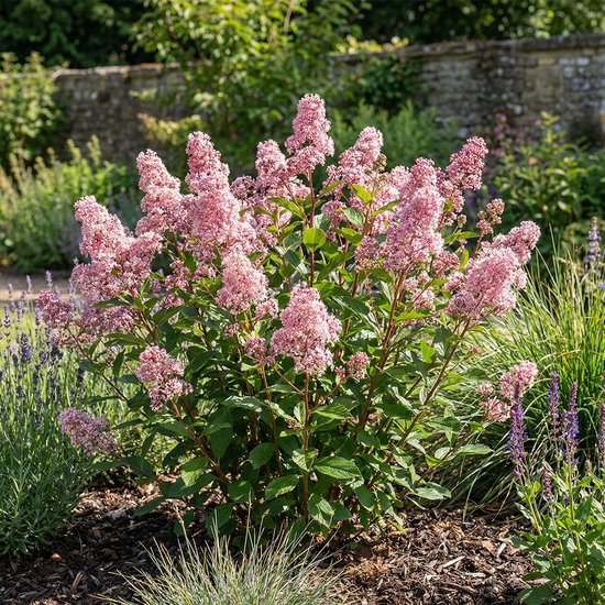 Bloomique - Ceanothus Delilianus Perle Rose - Amerikaanse Sering - Tuinplanten - Winterhard - Wintergroen - Hoogte 60-80 cm - Pot 23 cm