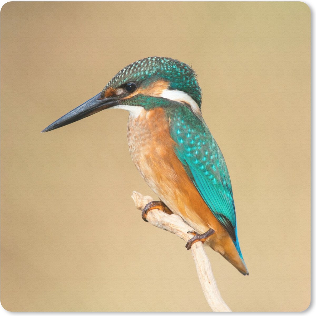 Muismat 30x30 cm - Mousepad IJsvogel - Dieren - Vogel - Muismatten