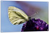 WallClassics - Tuinposter – Witte Vlinder op Paarse Bloem - 120x80 cm Foto op Tuinposter  (wanddecoratie voor buiten en binnen)