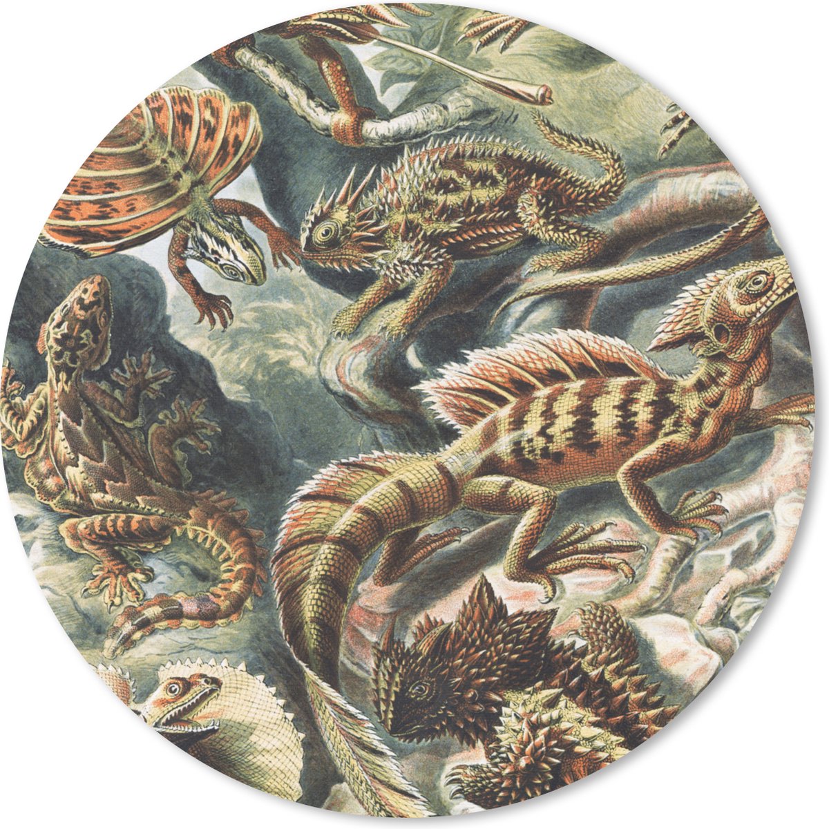 Muismat rond 50x50 cm - Mousepad Vintage - Kunst - Ernst Haeckel - Salamanders - Dieren - Ronde muismatten