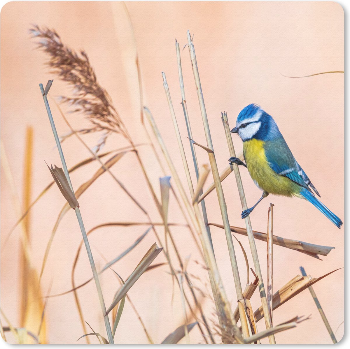 Muismat 30x30 cm - Mousepad Vogel - Pimpelmees - Riet - Muismatten