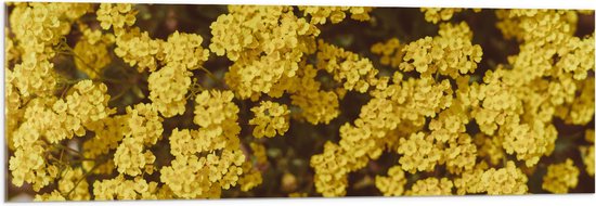 WallClassics - Acrylglas - Gele Bloemen - 120x40 cm Foto op Acrylglas (Met Ophangsysteem)