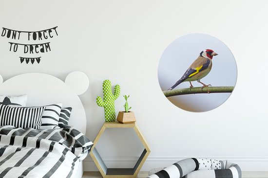 Un pinson coloré sur une branche Cercle mural aluminium ⌀ 60 cm - impression photo sur cercle mural / cercle vivant / cercle de jardin (décoration murale)