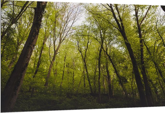 WallClassics - Dibond - Klimop op Bomen in het Bos - 150x100 cm Foto op Aluminium (Met Ophangsysteem)
