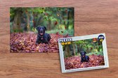 Puzzel Zwarte Labrador Retriever die tussen mooie herfstbladeren ligt - Legpuzzel - Puzzel 500 stukjes