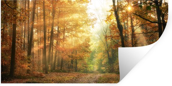 Une forêt avec le soleil traversant les arbres en automne, des feuilles oranges au sol.