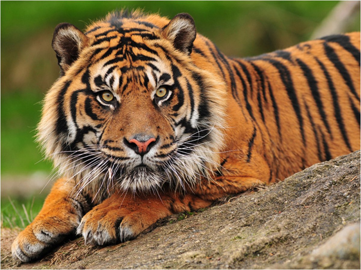 Fotobehang - Sumatraanse tijger.