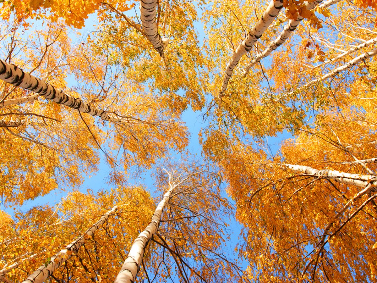 Fotobehang - Herfst bomen.
