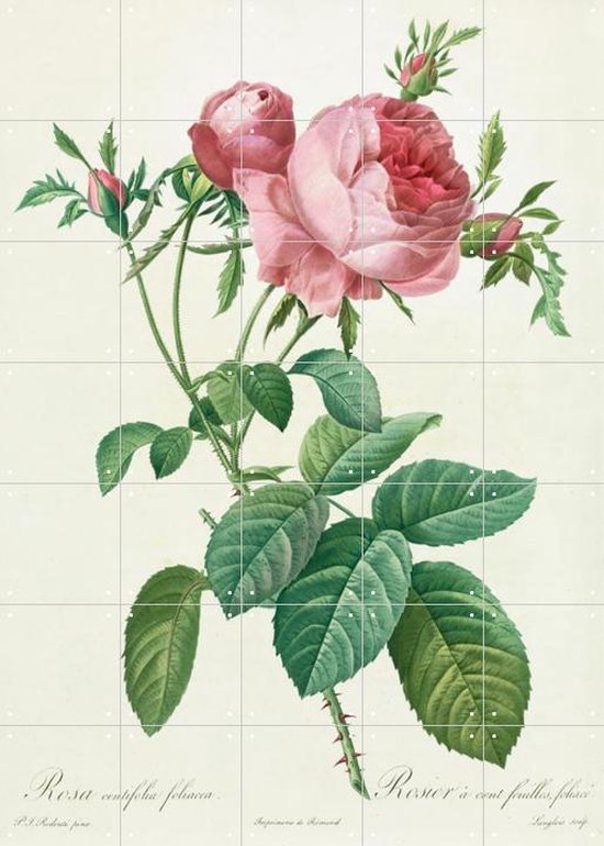 IXXI Rose - Wanddecoratie - Bloemen en Planten