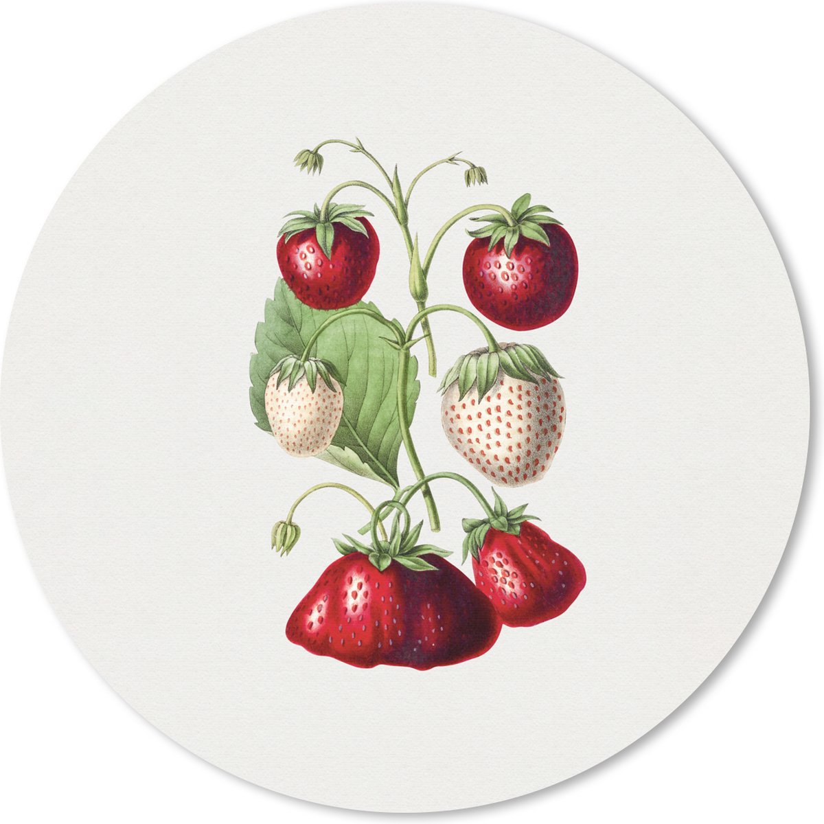 Muismat rond 50x50 cm - Mousepad Aardbeien - Plant - Fruit - Ronde muismatten