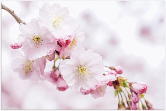 WallClassics - Poster Glanzend – Roze Cherry Bloemen - 120x80 cm Foto op Posterpapier met Glanzende Afwerking
