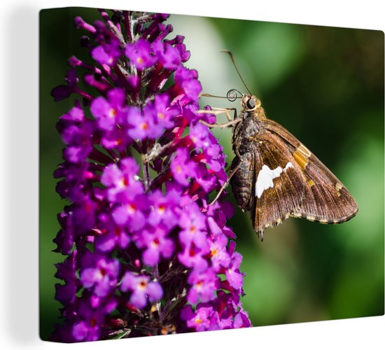 Vlinder op de vlinderstruik Canvas 80x60 cm - Foto print op Canvas schilderij (Wanddecoratie woonkamer / slaapkamer)