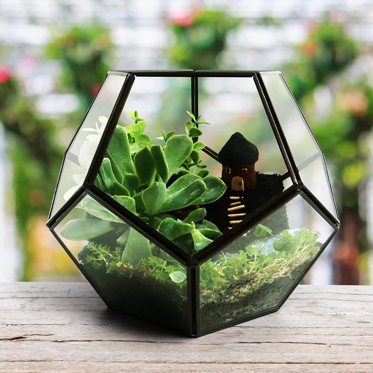 Zwart Plantenterrarium ELEGANTLIFE Glazen Terrarium Zeshoekig – Voor Vetplanten En Luchtplanten, Kantoor- Of Thuisdecoratie (zwart, Geen Planten Inbegrepen) Home Decor Kas