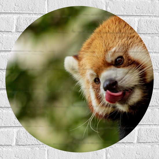 WallClassics - Muursticker Cirkel - Kleine Rode Panda heeft Honger - 60x60 cm Foto op Muursticker