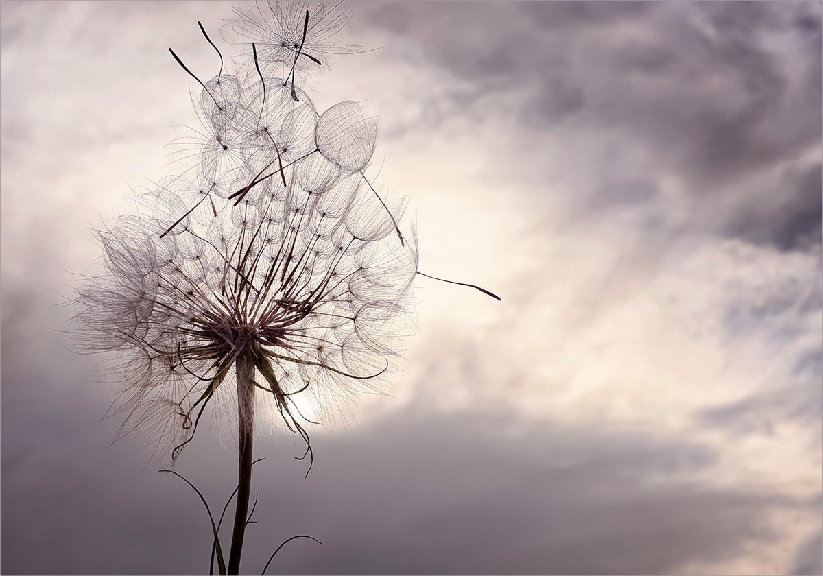 Fotobehangkoning - Behang - Vliesbehang - Fotobehang Paardenbloem - 400 x 280 cm