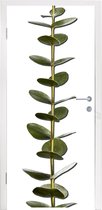 Deursticker Eucalyptusstam met bladeren - 95x235 cm - Deurposter