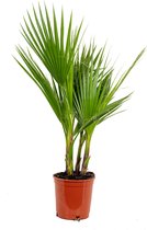 Washingtonia Robusta - Mexicaanse Waaierpalm - Palm - Groenblijvend - ⌀17 cm – 60-75 cm